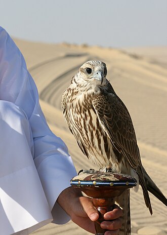 A saker falcon used for falconry purposes in Qatar. Imping is often practiced in falconry. Falco cherrug Qatar.jpg