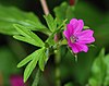 Geranium February 2008-1.jpg