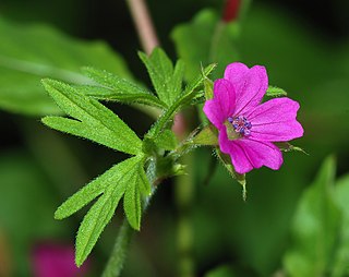 <i>Geranium</i> Genus of flowering plants