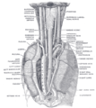 The position and relation of the esophagus in the cervical region and in the posterior mediastinum, seen from behind