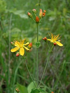 <i>Hypericum pulchrum</i> Species of flowering plant in the St Johns wort family Hypericaceae