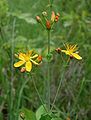 Fagurligt pirikum / Víriksgras (Hypericum pulcrum)