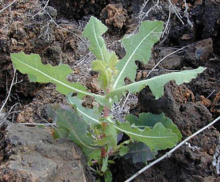 <i>Lactuca serriola</i> Species of flowering plant in the daisy family Asteraceae