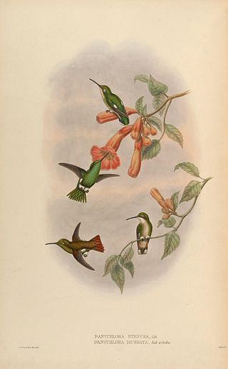 <span class="mw-page-title-main">Narrow-tailed emerald</span> Species of hummingbird