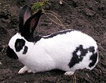 Checkered Giant rabbit