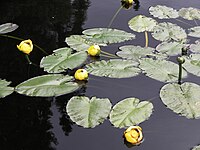 Stulík Nuphar variegata