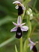 Ophrys balearica