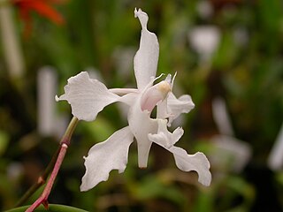 <i>Papilionanthe</i> Genus of orchids