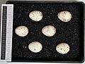 Eggs, Collection Museum Wiesbaden