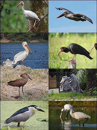 <span class="mw-page-title-main">Pelecaniformes</span> Order of birds