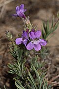 Penstemon gairdneri