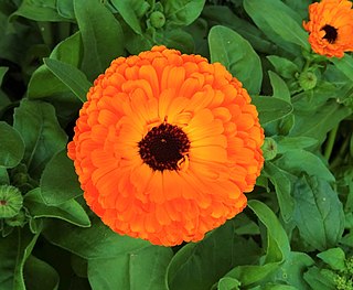 <i>Calendula officinalis</i> Species of flowering plant in the daisy family Asteraceae