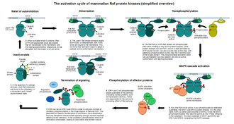 The activation cycle of mammalian Raf proteins, exemplified by B-Raf (a greatly simplified overview, not showing all steps). Raf-activation-cycle-sketch.png