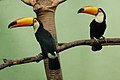 Chim Toucan tại vườn thú Bronx, Mỹ.