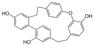 <span class="mw-page-title-main">Riccardin C</span> Chemical compound