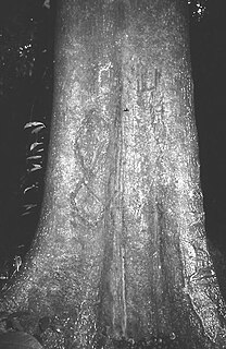 <i>Ricinodendron</i> Genus of trees