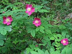 Trandafir alpin (Rosa pendulina)