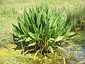 Rumex hydrolapathum