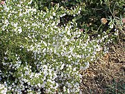 Bohnenkraut (Sommer-Bohnenkraut Satureja hortensis und das Winter-Bohnenkraut Satureja montana)