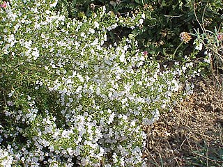 <span class="mw-page-title-main">Winter savory</span> Species of flowering plant