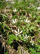 Saxifrage étoilée