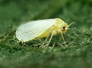 <span class="mw-page-title-main">Silverleaf whitefly</span> Species of true bug