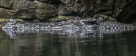 Saltwater crocodile