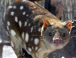 Risapokamörður (Dasyurus maculatus)