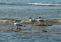 Adults (2, right) and juveniles (2, left); Port Bourgeonnay France