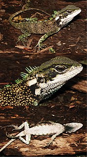 <i>Enyalioides sophiarothschildae</i> Species of lizard