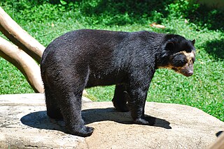 <span class="mw-page-title-main">Spectacled bear</span> Species of mammal