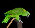 Amazona auropalliata (cat.)