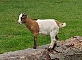 * Nomination Westafrican Pygmy Goat. --Quartl 19:48, 30 August 2011 (UTC) * Promotion QI to me--Lmbuga 22:19, 30 August 2011 (UTC)