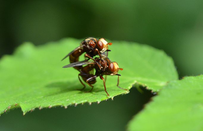 Sicus ferrugineus