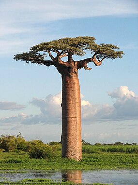 Grandidier's Baobab, Adansonia grandidieri (Malvaceae)