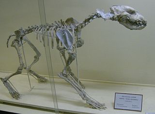 <i>Adcrocuta</i> Extinct genus of carnivores