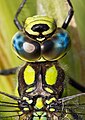 Aeshna cyanea (Nahaufnahme einer Blaugrünen Mosaikjungfer, Männchen) [D]