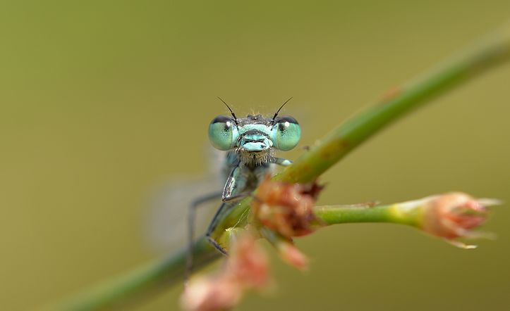 Agrion élégant