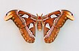 65 Commons:Picture of the Year/2011/R1/Attacus atlas qtl1.jpg