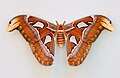 Atlas Moth