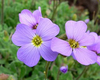 <i>Aubrieta deltoidea</i> Species of flowering plant