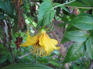 <i>Bidens cosmoides</i> Species of flowering plant