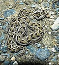 Büschelbrauen-Puffotter (Bitis cornuta)