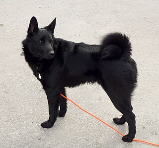 Black Norwegian Elkhound Dog breed