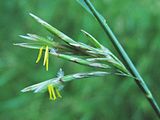 Árva rozsnok (Bromus inermis) toklászából kilógó porzók és a tollas bibe