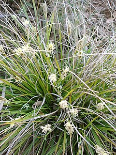 <i>Carex</i> Genus of flowering plants in the sedge family Cyperaceae