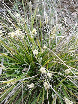 Sziklai sás (Carex halleriana)