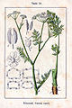 Carum carvi vol. 12 - plate 10 in: Jacob Sturm: Deutschlands Flora in Abbildungen (1796)