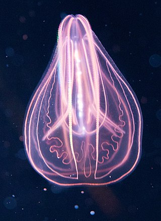 <span class="mw-page-title-main">Ctenophora</span> Phylum of gelatinous marine animals