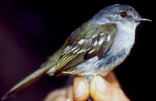 <span class="mw-page-title-main">Foothill elaenia</span> Species of bird